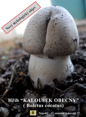 Objev roku